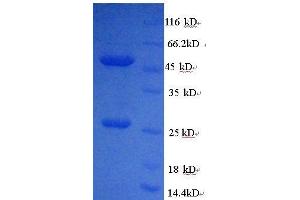 SDS-PAGE (SDS) image for Mouse IgG1 isotype control (ABIN1045119)