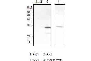 The recombinant human Ak isozymes (Ak1, Ak2, Ak3) and mouse liver were resolved by SDS-PAGE, transferred to PVDF membrane and probed with anti-Ak3 antibody (1:1,000). (Adenylate Kinase 3 antibody)