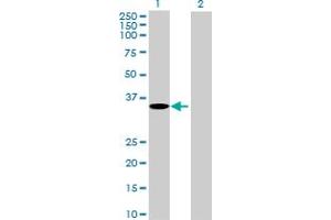 Western Blot analysis of GPRC5A expression in transfected 293T cell line by GPRC5A MaxPab polyclonal antibody. (GPRC5A antibody  (AA 1-357))