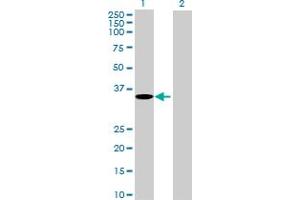 Western Blot analysis of GPRC5A expression in transfected 293T cell line by GPRC5A MaxPab polyclonal antibody.