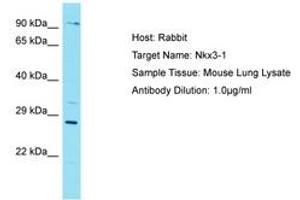 Image no. 1 for anti-NK3 Homeobox 1 (NKX3-1) (AA 90-139) antibody (ABIN6750263) (NKX3-1 antibody  (AA 90-139))