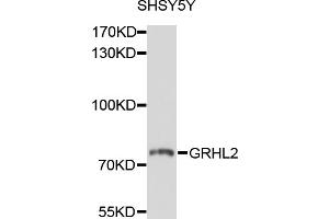 Western blot analysis of extracts of SH-SY5Y cells, using GRHL2 antibody (ABIN4903820) at 1:1000 dilution. (GRHL2 antibody)