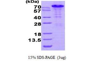 SDS-PAGE (SDS) image for BCL2-Associated Athanogene 3 (BAG3) (AA 1-575) protein (His tag) (ABIN667755)