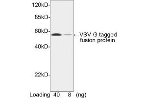 Image no. 2 for anti-VSV-G Epitope Tag antibody (ABIN294543) (VSV-g Tag antibody)