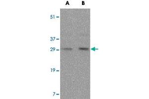 Western blot analysis of FAIM3 in rat liver tissue lysate with FAIM3 polyclonal antibody  at (A) 0.