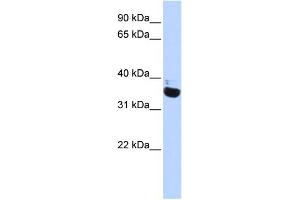 WB Suggested Anti-OR13C5 Antibody Titration:  0. (OR13C5 antibody  (N-Term))