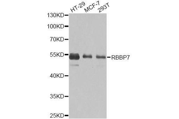 RBBP7 antibody  (AA 1-230)