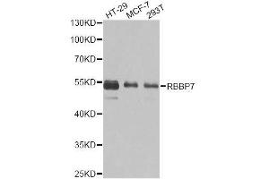 Western blot analysis of extracts of various cell lines, using RBBP7 antibody. (RBBP7 antibody  (AA 1-230))