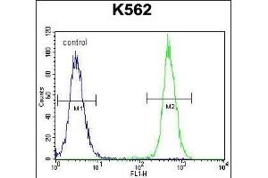 KRT25 Antibody (C-term) (ABIN655199 and ABIN2844814) flow cytometric analysis of K562 cells (right histogram) compared to a negative control cell (left histogram). (Keratin 25 antibody  (C-Term))
