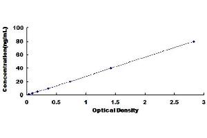 Secreted Frizzled-Related Protein 2 (SFRP2) ELISA Kit
