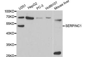 Western blot analysis of extracts of various cell lines, using SERPINC1 antibody (ABIN5970755) at 1/1000 dilution. (SERPINC1 antibody)