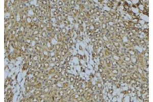 ABIN6273029 at 1/100 staining Mouse kidney tissue by IHC-P.