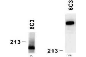 Western Blotting (WB) image for anti-Laminin, alpha 4 (LAMa4) antibody (ABIN781770) (LAMa4 antibody)