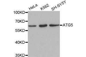 Western blot analysis of extracts of various cell lines, using ATG5 antibody. (ATG5 antibody  (AA 1-275))