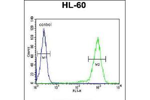 Flow cytometric analysis of HL-60 cells (right histogram) compared to a negative control cell (left histogram). (ST8SIA3 antibody  (C-Term))