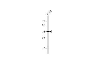 anti-Olfactory Receptor, Family 4, Subfamily D, Member 11 (OR4D11) (AA 284-311), (C-Term) antibody