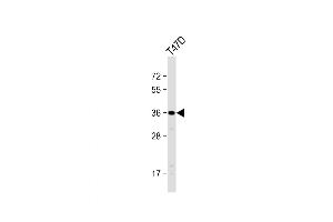 Western Blot at 1:1000 dilution + T47D whole cell lysate Lysates/proteins at 20 ug per lane. (OR4D11 antibody  (C-Term))