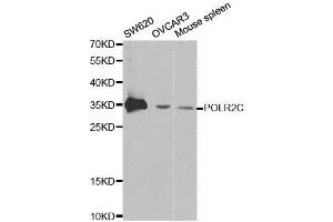 Western blot analysis of extracts of various cell lines, using POLR2C antibody. (POLR2C antibody  (AA 1-275))