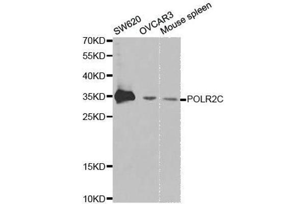 POLR2C anticorps  (AA 1-275)
