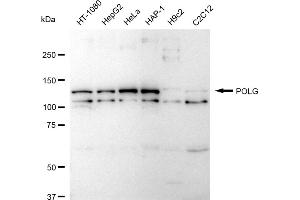 anti-Polymerase (DNA Directed), gamma (POLG) antibody