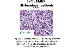 Image no. 1 for anti-Egf-Like Module Containing, Mucin-Like, Hormone Receptor-Like 3 (EMR3) (Extracellular Domain), (N-Term) antibody (ABIN1733997) (EMR3 antibody  (Extracellular Domain, N-Term))