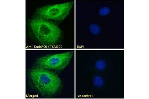 ABIN185279 Immunofluorescence analysis of paraformaldehyde fixed HeLa cells, permeabilized with 0. (TXNDC5 antibody  (C-Term))