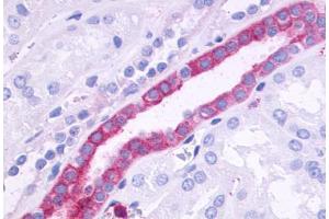 Anti-GPR110 antibody  ABIN1048692 IHC staining of human kidney, renal tubules.