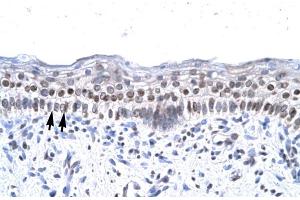 Human Spermatophore (ZNF500 antibody  (Middle Region))