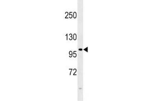 FGFR4 antibody western blot analysis in 293 lysate. (FGFR4 antibody  (AA 24-55))