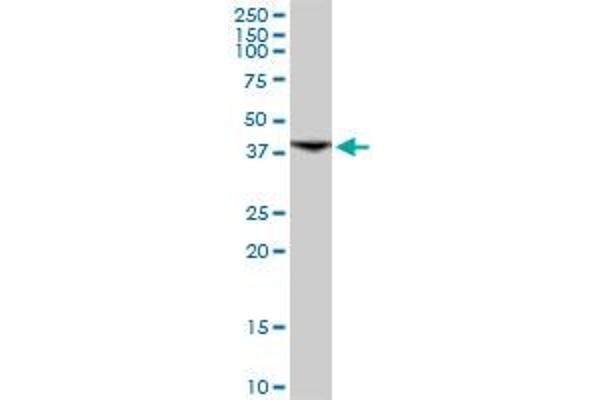 INPP1 antibody  (AA 1-399)