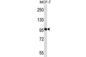 Western Blotting (WB) image for anti-Neural Precursor Cell Expressed, Developmentally Down-Regulated 9 (NEDD9) antibody (ABIN2998097) (NEDD9 antibody)