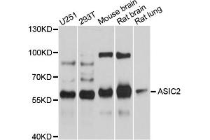 Western blot analysis of extracts of various cell lines, using ASIC2 antibody (ABIN4902955) at 1:1000 dilution.