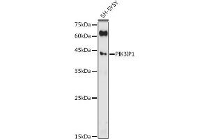 Western blot analysis of extracts of SH-SY5Y cells, using PIK3IP1 antibody (ABIN7269324) at 1:500 dilution. (PIK3IP1 antibody  (AA 24-160))
