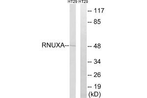 Western blot analysis of extracts from HT-29 cells, using RNUXA antibody.