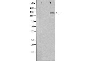 Western blot analysis of extracts of rat brain, using NTRK1 antibody. (TRKA antibody  (C-Term))