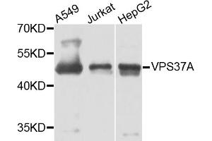 Western blot analysis of extracts of various cell lines, using VPS37A antibody. (VPS37A antibody)