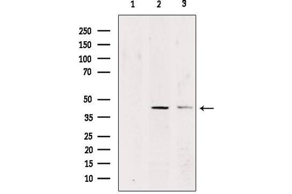 CADM3 antibody  (Internal Region)