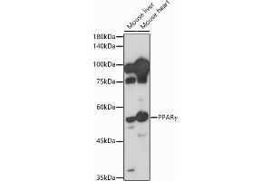 Western Blotting (WB) image for anti-Peroxisome Proliferator-Activated Receptor gamma (PPARG) (AA 50-150) antibody (ABIN3020844)