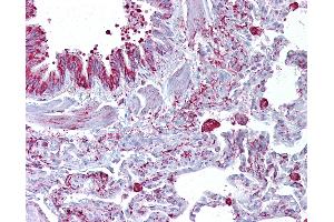 Anti-GABRB3 antibody IHC of human lung. (GABRB3 antibody  (AA 180-229))
