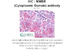 Image no. 1 for anti-Neuromedin B Receptor (NMBR) (3rd Cytoplasmic Domain) antibody (ABIN1737396) (NMBR antibody  (3rd Cytoplasmic Domain))