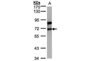 WB Image Sample(30 ug whole cell lysate) A:Raji , 7. (Splicing Factor 1 antibody)