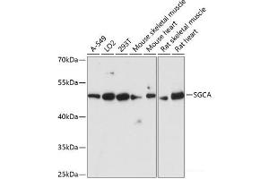 Western blot analysis of extracts of various cell lines using SGCA Polyclonal Antibody at dilution of 1:3000. (SGCA antibody)