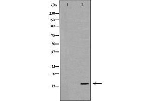 Western blot analysis of extracts of recombinant protein using IL13 antibody. (IL-13 antibody  (N-Term))