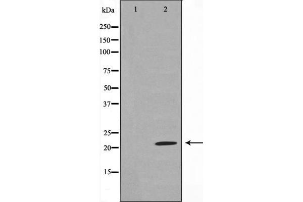 SDC4 antibody  (C-Term)