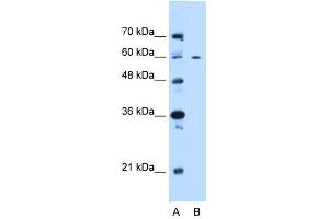 WB Suggested Anti-CEP55 Antibody Titration:  0. (CEP55 antibody  (N-Term))