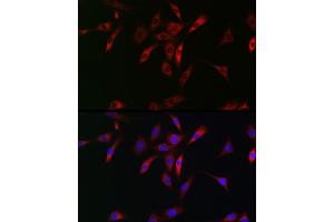 Immunofluorescence analysis of NIH/3T3 cells using NKIR Rabbit pAb (ABIN7268903) at dilution of 1:100 (40x lens). (NKIRAS1 antibody  (AA 118-192))