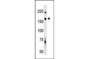 Image no. 1 for anti-TRAF2 and NCK Interacting Kinase (TNIK) (N-Term) antibody (ABIN360387) (TNIK antibody  (N-Term))