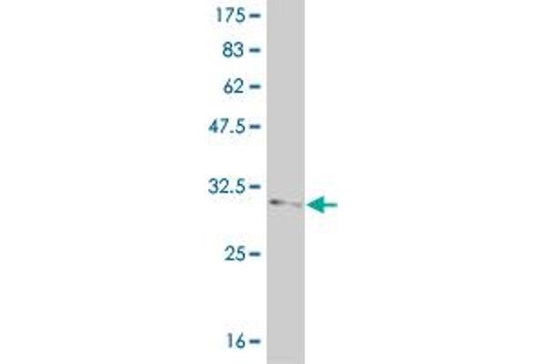 FOXL1 antibody  (AA 132-240)