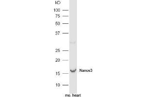 Mouse heart lysate probed with Rabbit Anti-Nanos3 Polyclonal Antibody, Unconjugated (ABIN2559641) at 1:300 in 4˚C. (NANOS3 antibody  (AA 101-173))