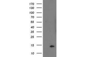 Image no. 3 for anti-Polymerase (RNA) II (DNA Directed) Polypeptide J2 (POLR2J2) antibody (ABIN1500337) (POLR2J2 antibody)